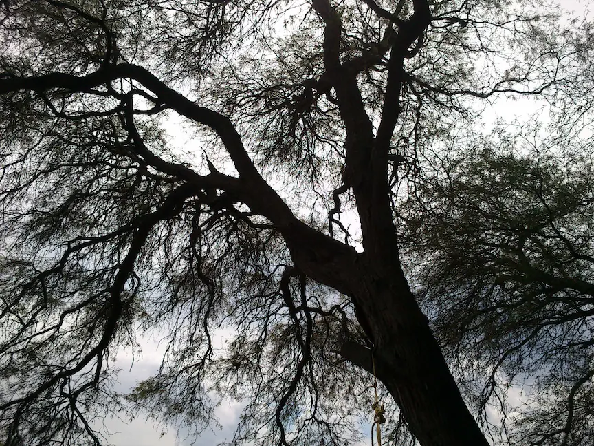 Under a tree