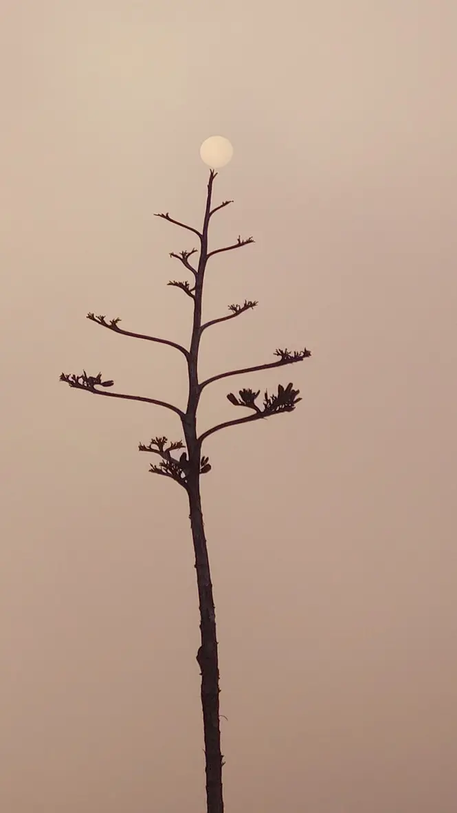 Moon aligned with the tree