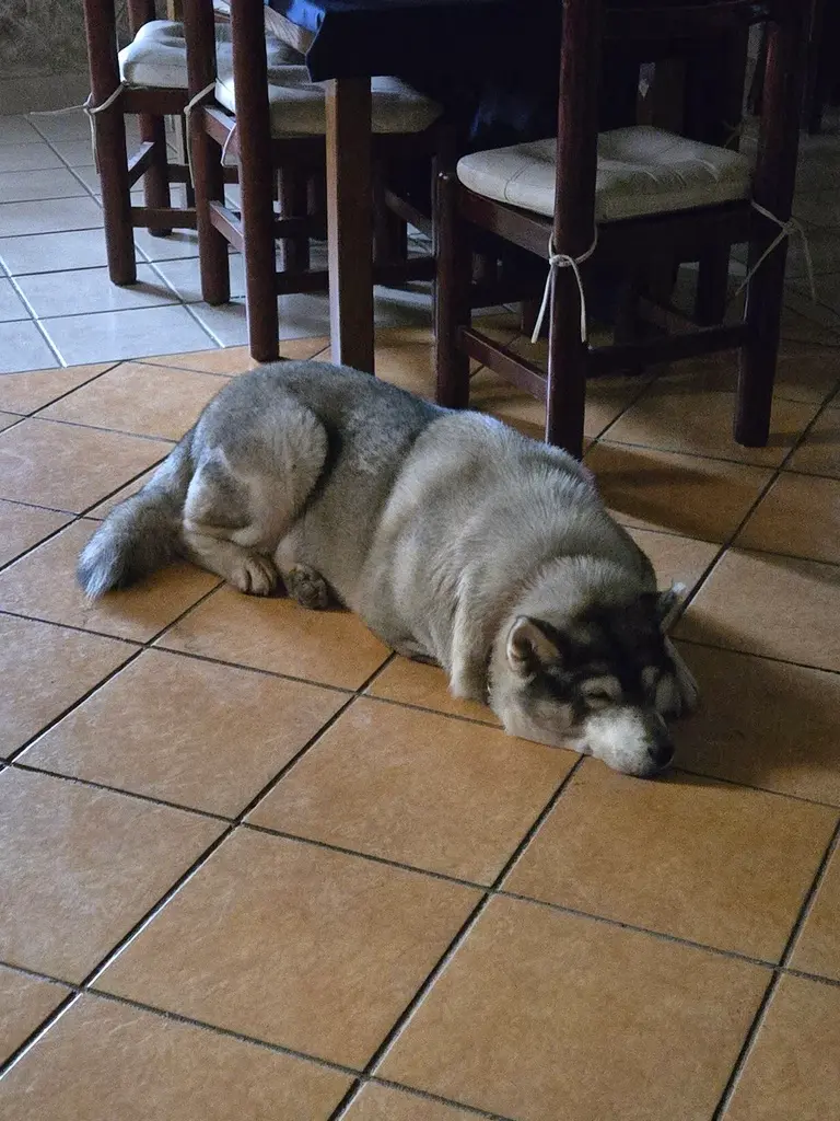 A huge husky sleeping