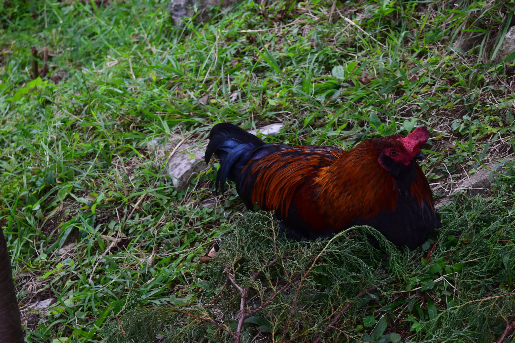 A calm rooster