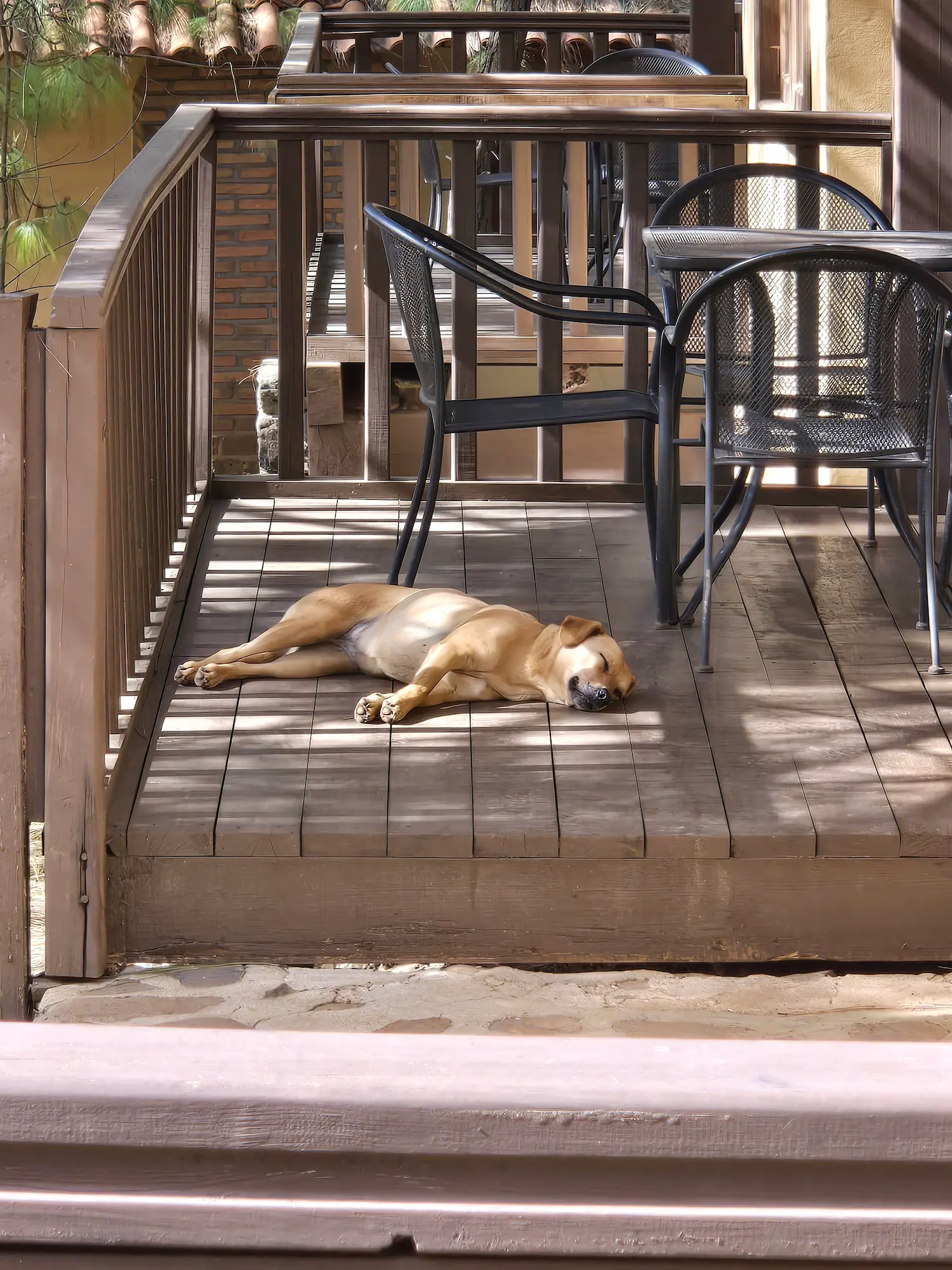 Another dog sleeping in a cabin